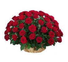 Charming Velvety Roses